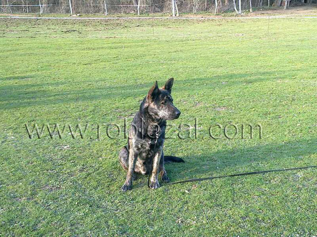 adiestramiento canino